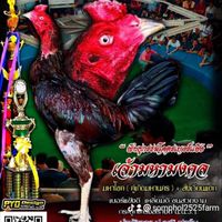 สมพลฟาร์ม