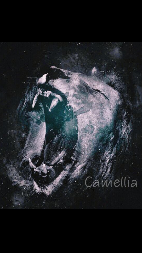 Camellia.🌺
