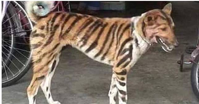 Buat Nakutin Monyet Liar Anjing Ini Dicat Pemiliknya Jadi Seperti