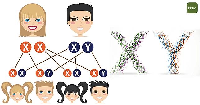 寶寶是男還是女 這可不是全看xy染色體就決定的事情 Heho健康 Line Today