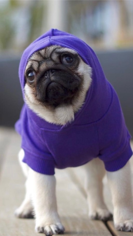 Pugソフィアの会