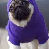 Pugソフィアの会