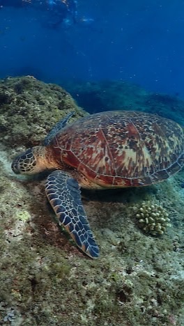 拉拉愛水上活動（水肺潛水、自由潛水）