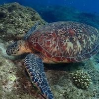 拉拉愛水上活動（水肺潛水、自由潛水）