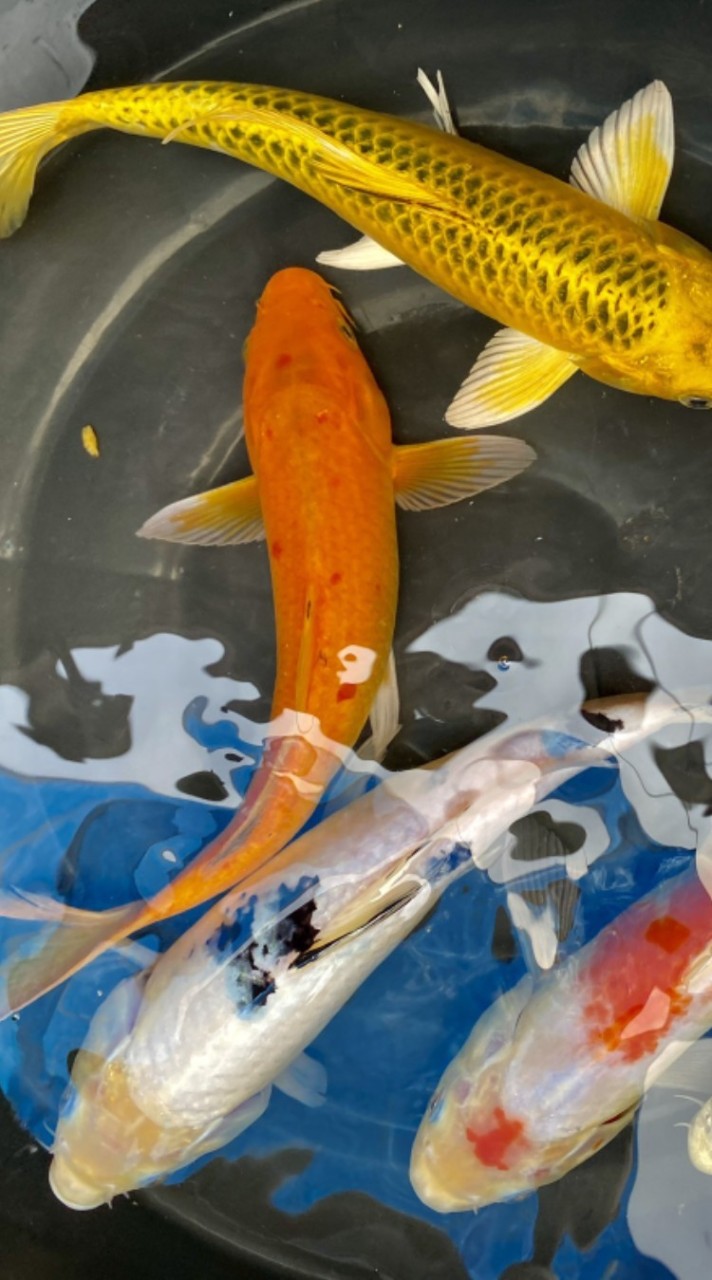 koi fish สมุทรปราการประมูลปลาและแลกเปลี่ยนสอบถามประสบก