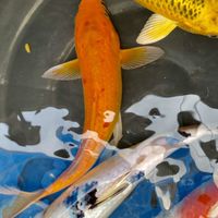 koi fish สมุทรปราการประมูลปลาและแลกเปลี่ยนสอบถามประสบก
