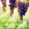 好きな音楽共有🎵🍇