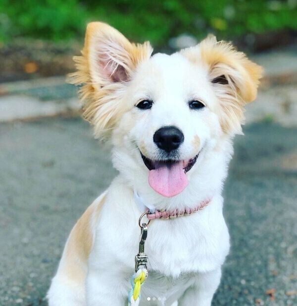 宮古島で生まれ 東京にやってきた保護犬 幸せに暮らす姿 いぬのきもちnews