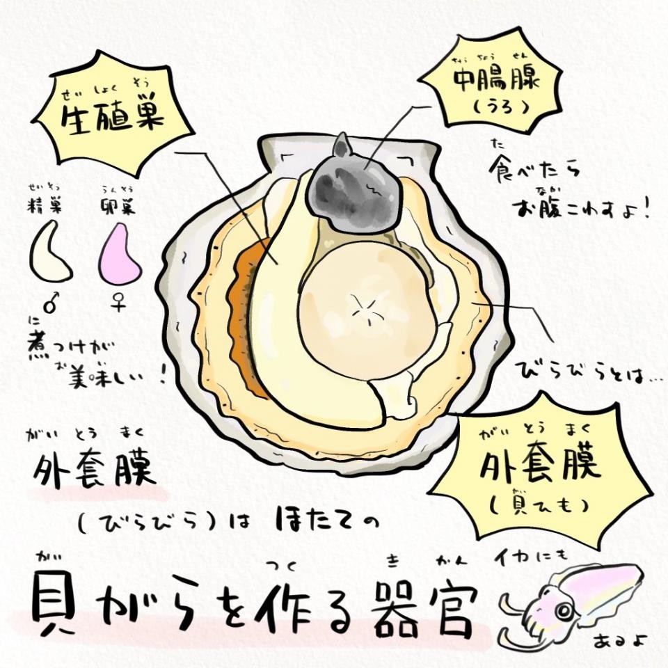 ホタテの 知られざる秘密 目が60 1個 泳ぐ速さは50キロ 解説イラストが話題に Jタウンネット