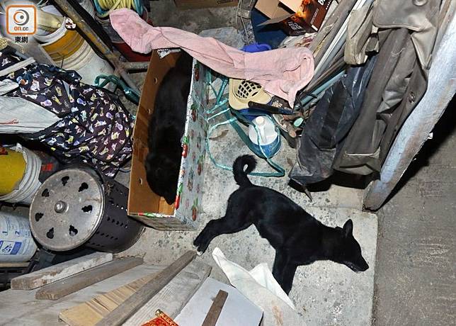 八鄉農場犬疑遭毒斃警列殘酷對待動物案 On Cc 東網 Line Today