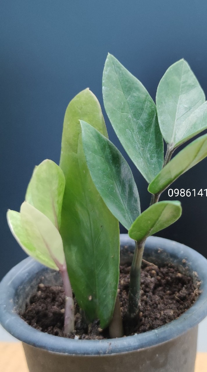 ซื้อขายตั้งรับเสนอราคากวักมรกตด่างZamioculcas Zamifolia