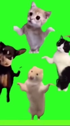 猫ミーム🐈(𝙃𝙪𝙝?)