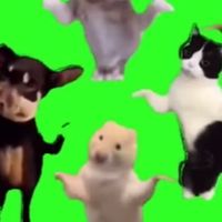 猫ミーム🐈(𝙃𝙪𝙝?)