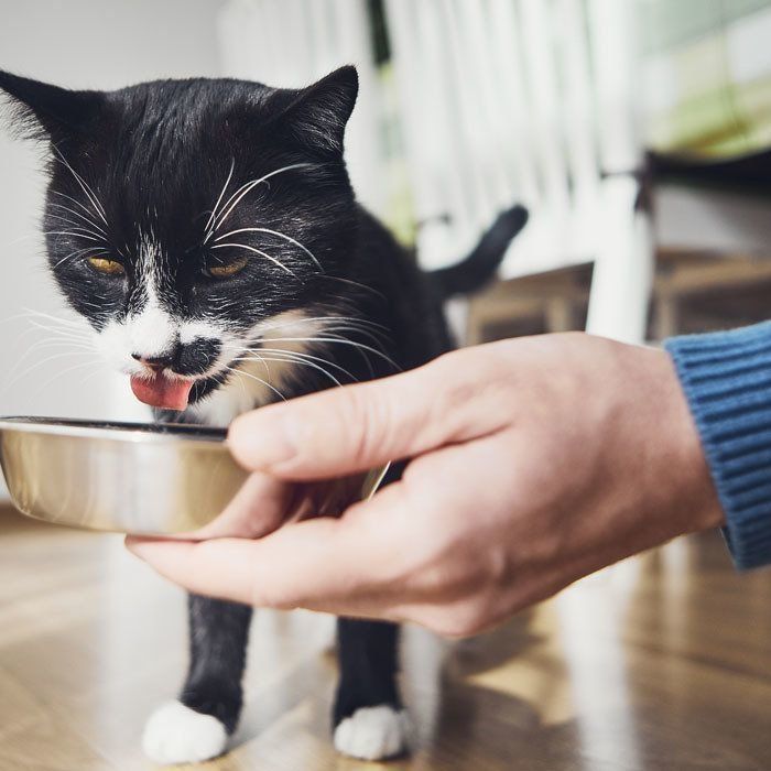 猫の 鼻ツンツン とは そのしぐさの意味を解説