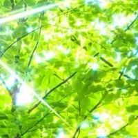 🌳木漏れ日みたいな優しいお部屋🌳