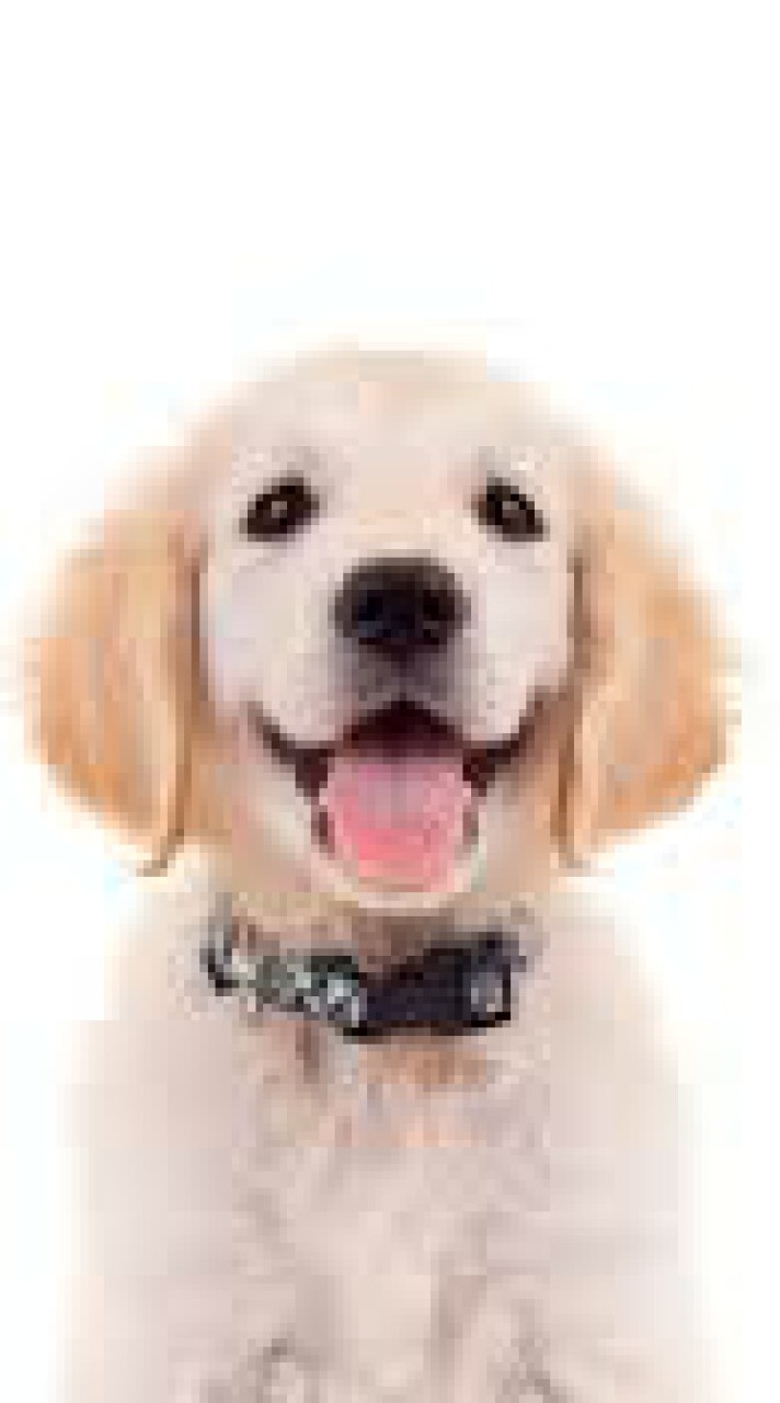寵物之家聊天群🐶🐶🐶
