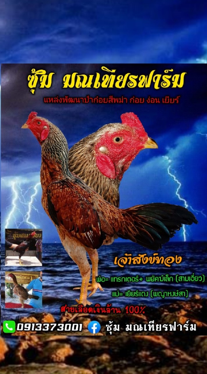 อาณาจักรก๋อยเยียร์ มณเทียรฟาร์ม