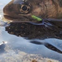 渓流エサ釣り　テンカラ釣り