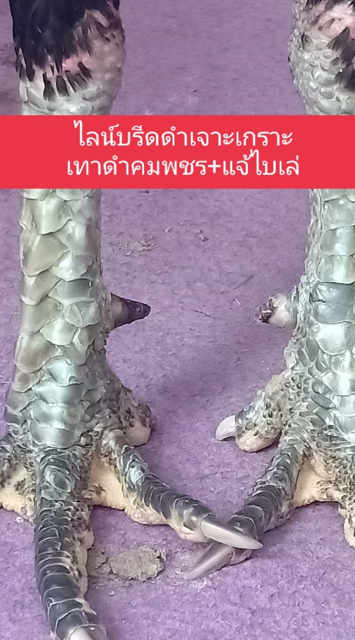 ก๋อยง่อนสายเทาดำคมเพชร กุหลาบเหลือง(ดำเจาะเกราะ)