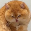 ღ荔枝貓貓逐夢ʚɞ