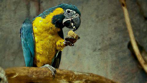 Jumlah Spesies Burung Di Indonesia Menjadi 1 794