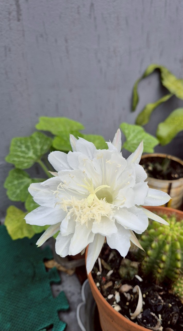 德芳堂新亂打秀