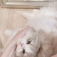 Darkstory-ยันหว่าง-