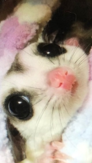 💞モモンガとしずくの┌(^o^)┘モリ!┌(^o^)┘モリ!