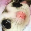 💞モモンガとしずくの┌(^o^)┘モリ!┌(^o^)┘モリ!