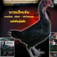 สวนนายช่าง ฟาร์ม 💥ประมูล+อัพเดตฝากผสม💥