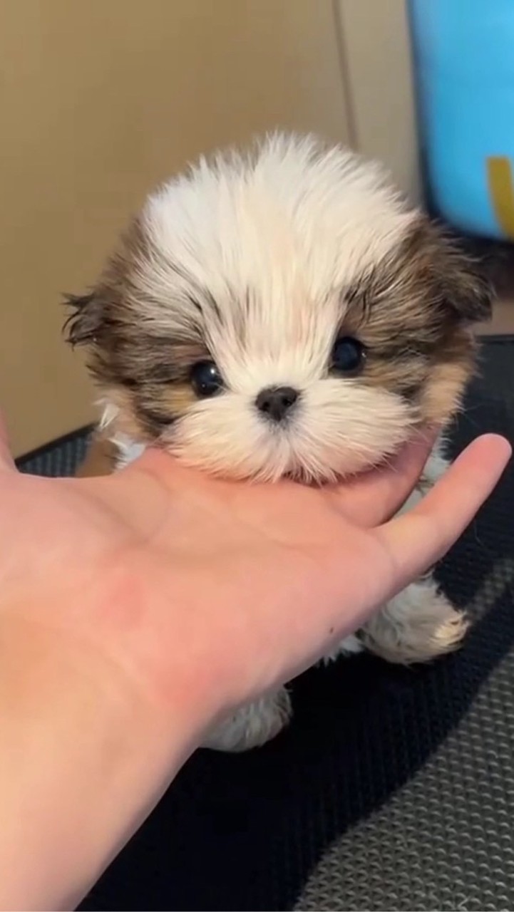 Tinypaws.House🐾🐶