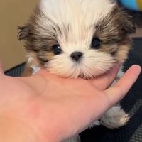 Tinypaws.House🐾🐶