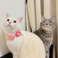 毛寶貝の好康基地🐾