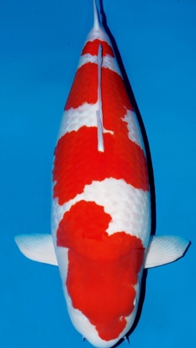 Private koi sale