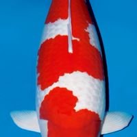 Private koi sale
