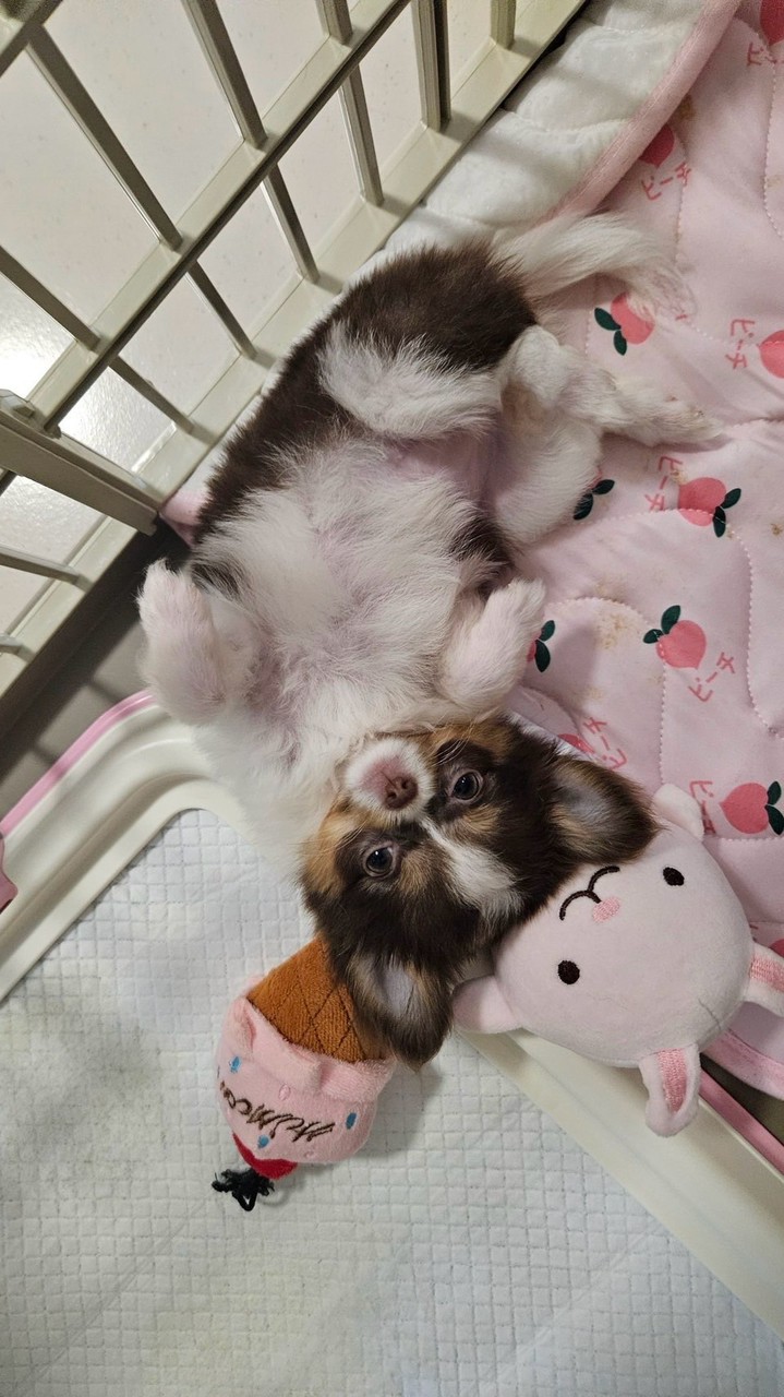 朱古莉