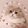 ノックฅ^•ﻌ•^ฅ
