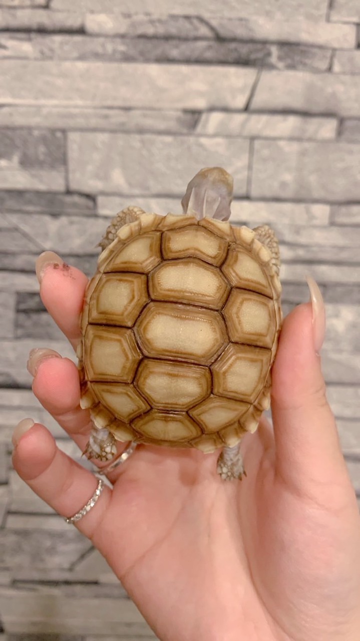 帆触兩棲爬蟲