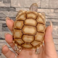 帆鴻兩棲爬蟲