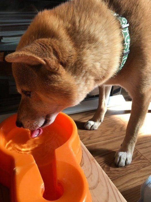 シニア犬は夏バテに注意 暑い季節を乗り切るポイント