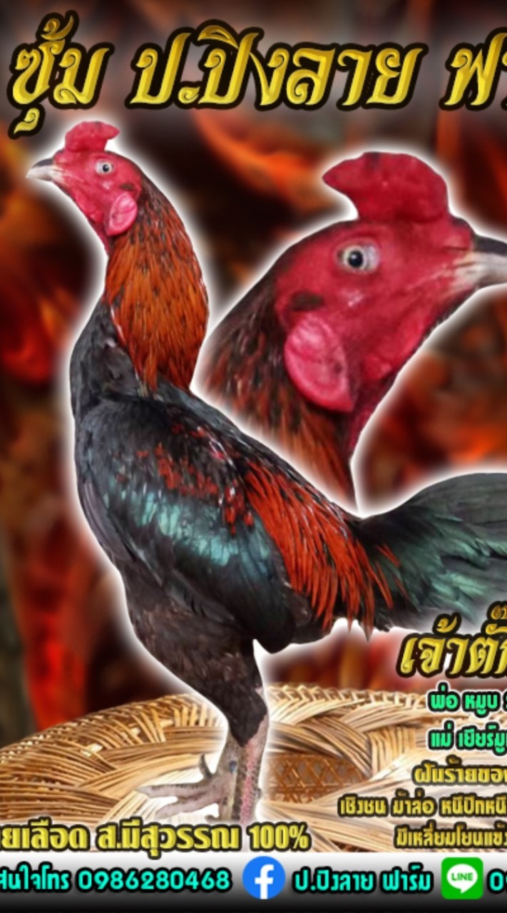 ป.ปิงลาย ฟาร์ม ไก่ชน