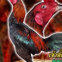 ป.ปิงลาย ฟาร์ม ไก่ชน