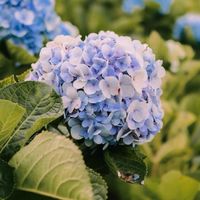 ครอบครัวคชถื่อน