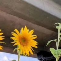 🌻ひまわり部🌻（洛西高架下サークル）