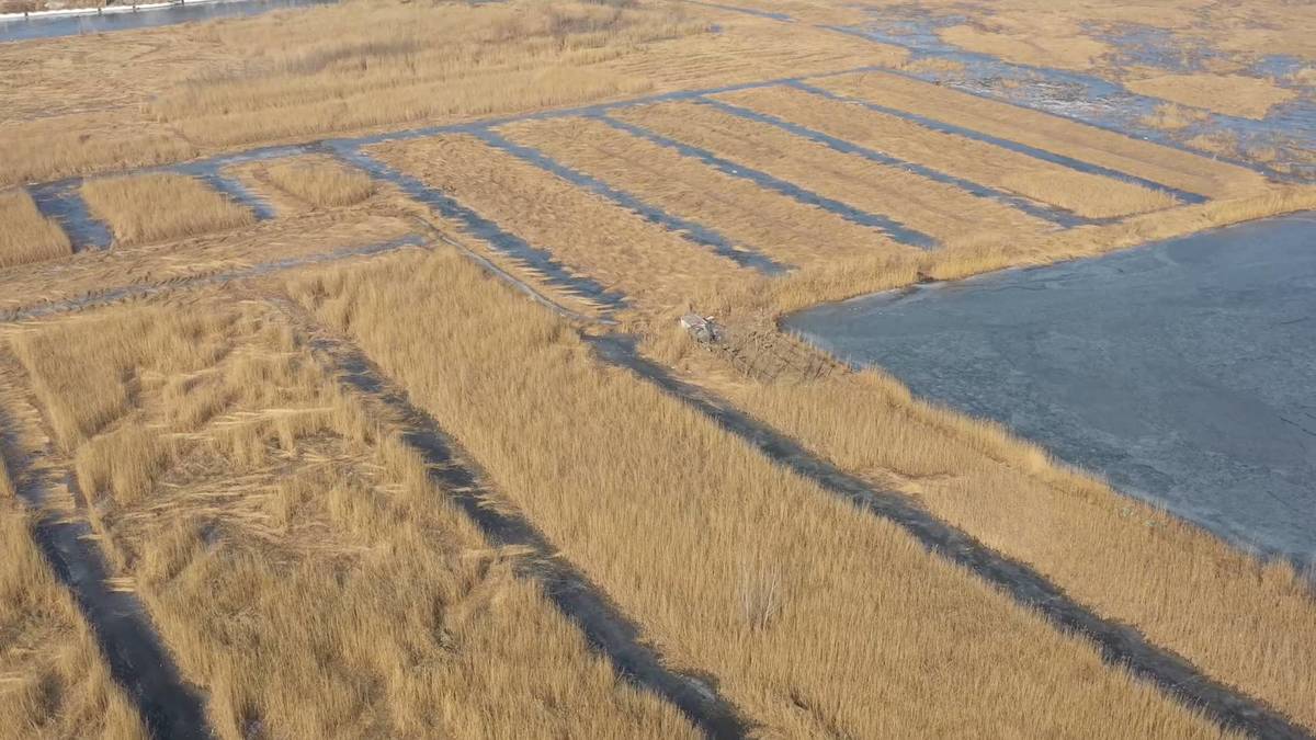 GLOBALink Turning waste into wealth, reeds harvested in major lake in
