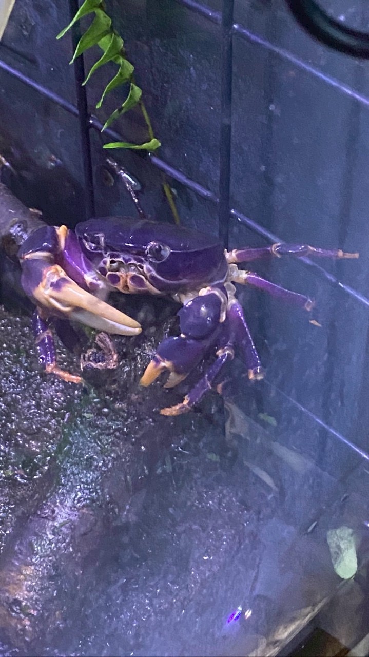 養殖野生溪蟹/溪魚/溪蝦/非煮食