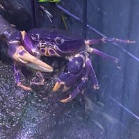 養殖野生溪蟹/溪魚/溪蝦/非煮食