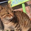 向禾休閒漁場-藻平衡