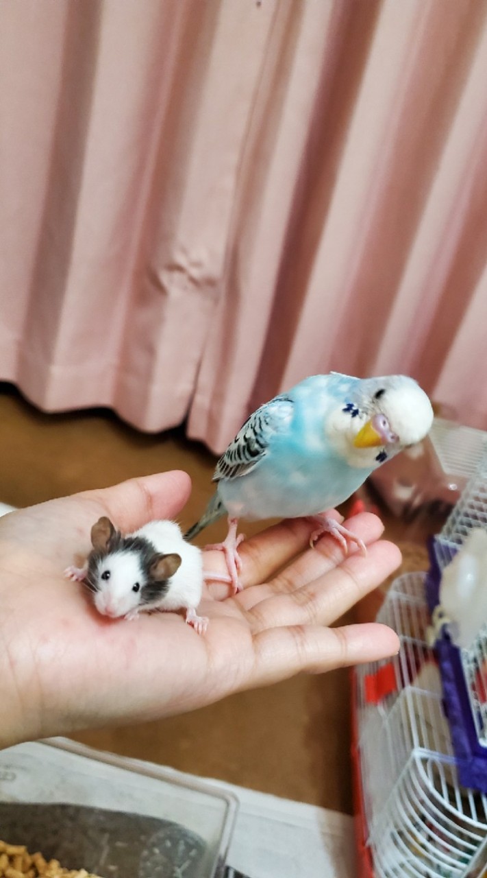 インコ❤️文鳥❤️猛禽類などなど、鳥大好きさん集合