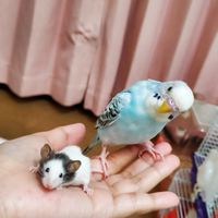 インコ❤️文鳥❤️猛禽類などなど、鳥大好きさん集合